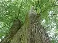 Památné stromy Lípy u Rudoleckého kostela