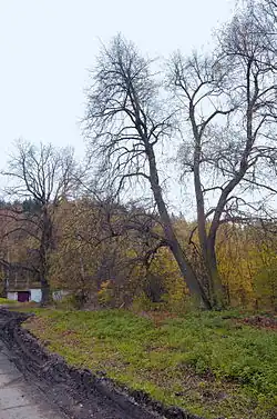 Tuhnické lípy
