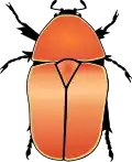 Pachnoda marginata aurantia