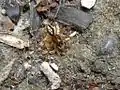 Čelistnatka obojživelná (Pachygnatha clerki) samec