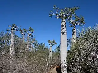 Tsimanampesotse