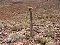 Pachypodium namaquanum