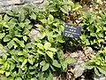 Pachysandra úžlabní (Pachysandra axillaris)