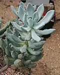 ×Pachyveria glossoides