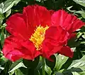 Kultivar 'Blaze'