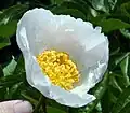 Kultivar 'Krinkled White'