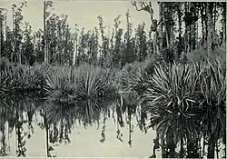 The Conquest of the Mount Cook - Mahinapua Creek, Westland, 1915