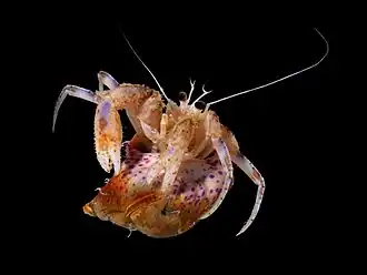 Poustevníček Pagurus prideaux a sasanka obranná (Adamsia palliata)