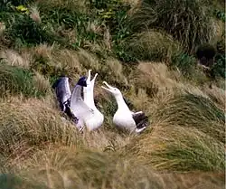 Dva albatrosi ve vysoké trávě. Jeden z albatrosů hledí k nebi s roztaženými křídly, druhý hledí na něj s mírně roztaženým zobákem