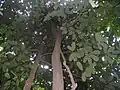 Perčovník Palaquium maingayi