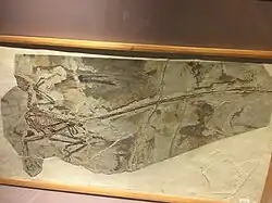 Holotyp Microraptora