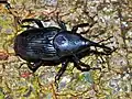 Nosatec Rhynchophorus palmarum