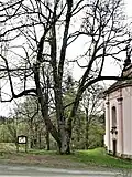 Památná lípa malolistá u kostela sv. Václava
