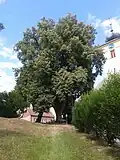 Lípy před kostelem Drnovice