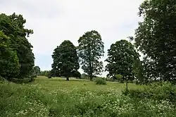 Památné stromy
