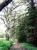 Pohled na dubovou alej od západu.