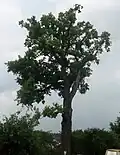 Památný dub