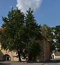 památný jinan