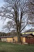 Jilm v Hradčanech