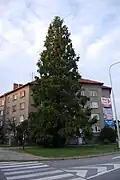 Metasekvoje na Střelnici