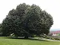 Před kostelem u hřbitovní zdi