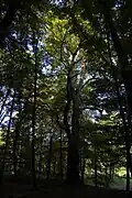 Památný strom, jeden z Lipovských dubů, u soutoku