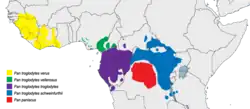 rozšíření a šimpanze bonobo (červeně) a šimpanze učenlivého (ostatní barvy)