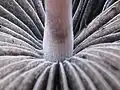 Lupeny (kropenatec lemovaný – Panaeolus cinctulus)