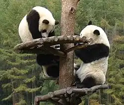 Pandy velké v rezervaci Wo-lung