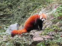 Panda červená