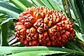 Jedlé plodenství Pandanus tectorius