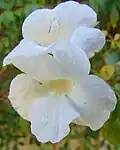 Bělokvětý kultivar Pandorea jasminoides 'Lady Di'