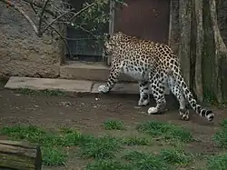 Panthera pardus saxicolor