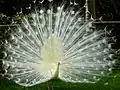Páv korunkatý (Pavo cristatus])