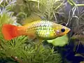 Plata pestrá (Xiphophorus variatus)