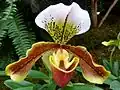 Květ Paphiopedilum 'Milmoore'