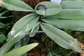 Konduplikátní listy Paphiopedilum glaucophyllum