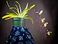Střevíčníkovec Paphiopedilum philippinense jako pokojová rostlina