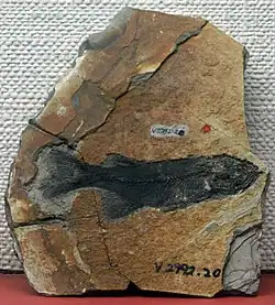 Paralycoptera wui