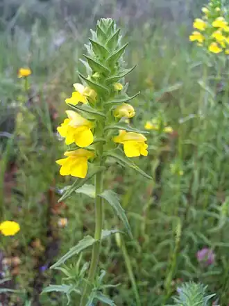 Parentucellia viscosa