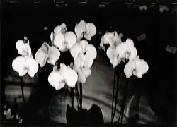 Parisiens orchids