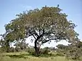 Africká parkie Parkia biglobosa