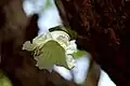 Květ Parmentiera cereifera
