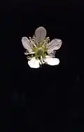 Tolije Parnassia fimbriata