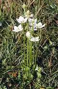 Tolije bahenní (Parnassia palustris)