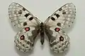Parnassius actius