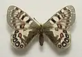 Parnassius hardwickii