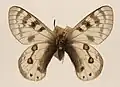 Parnassius hunza