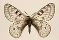 Parnassius maharaja
