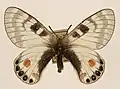 Parnassius stoliczkanus nicevilli